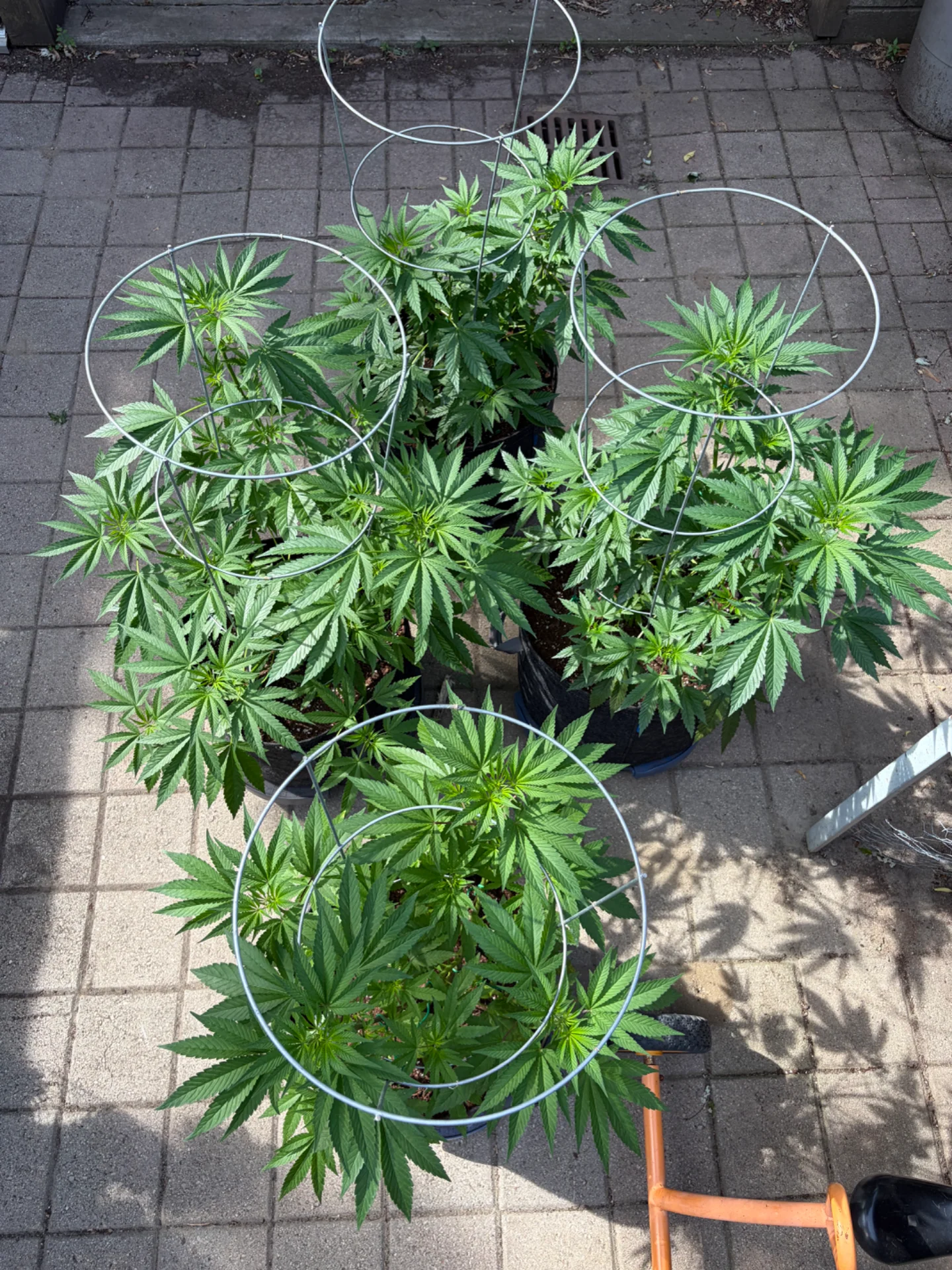 IMG_0595.webp