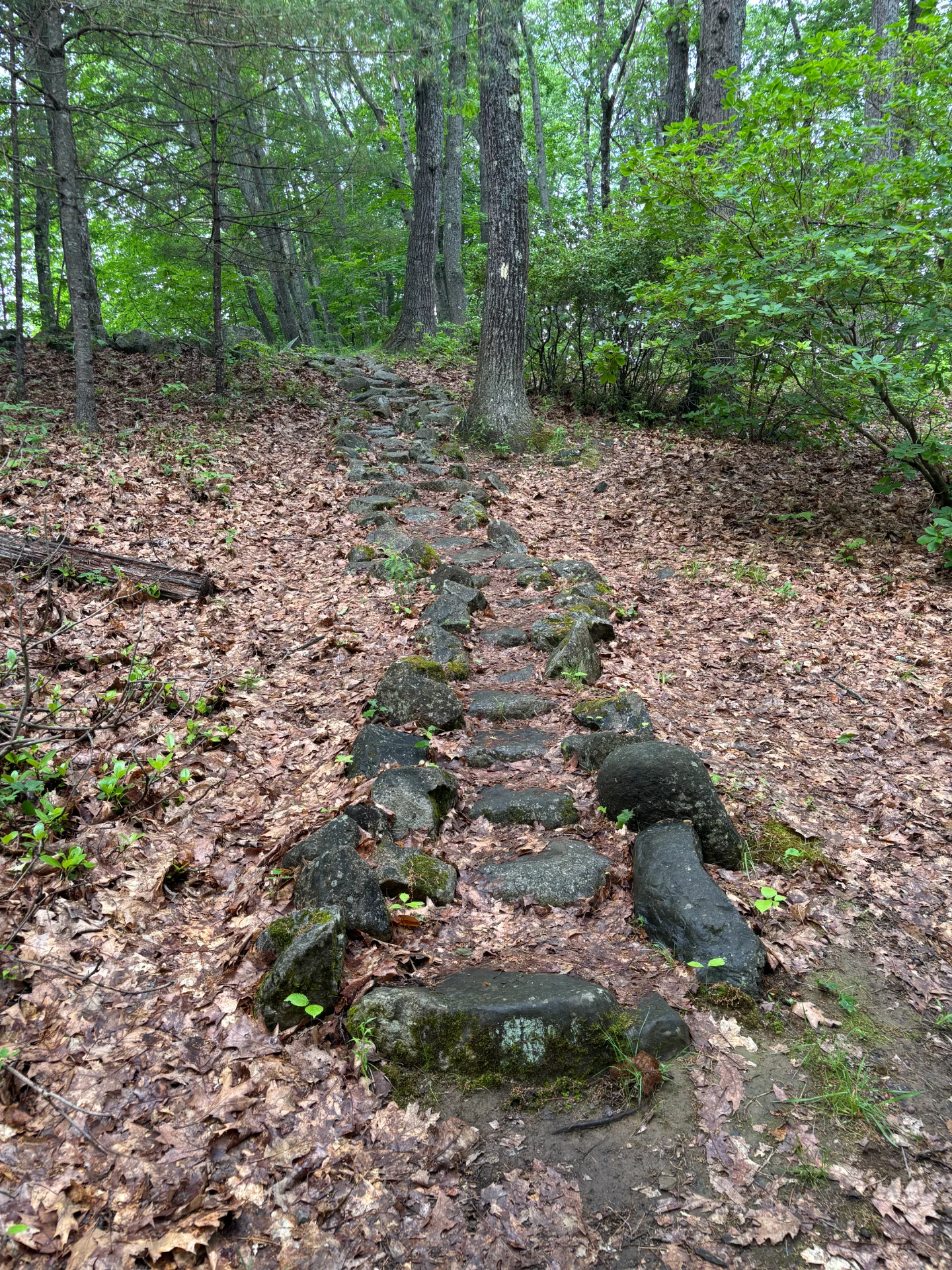 IMG_1296.webp