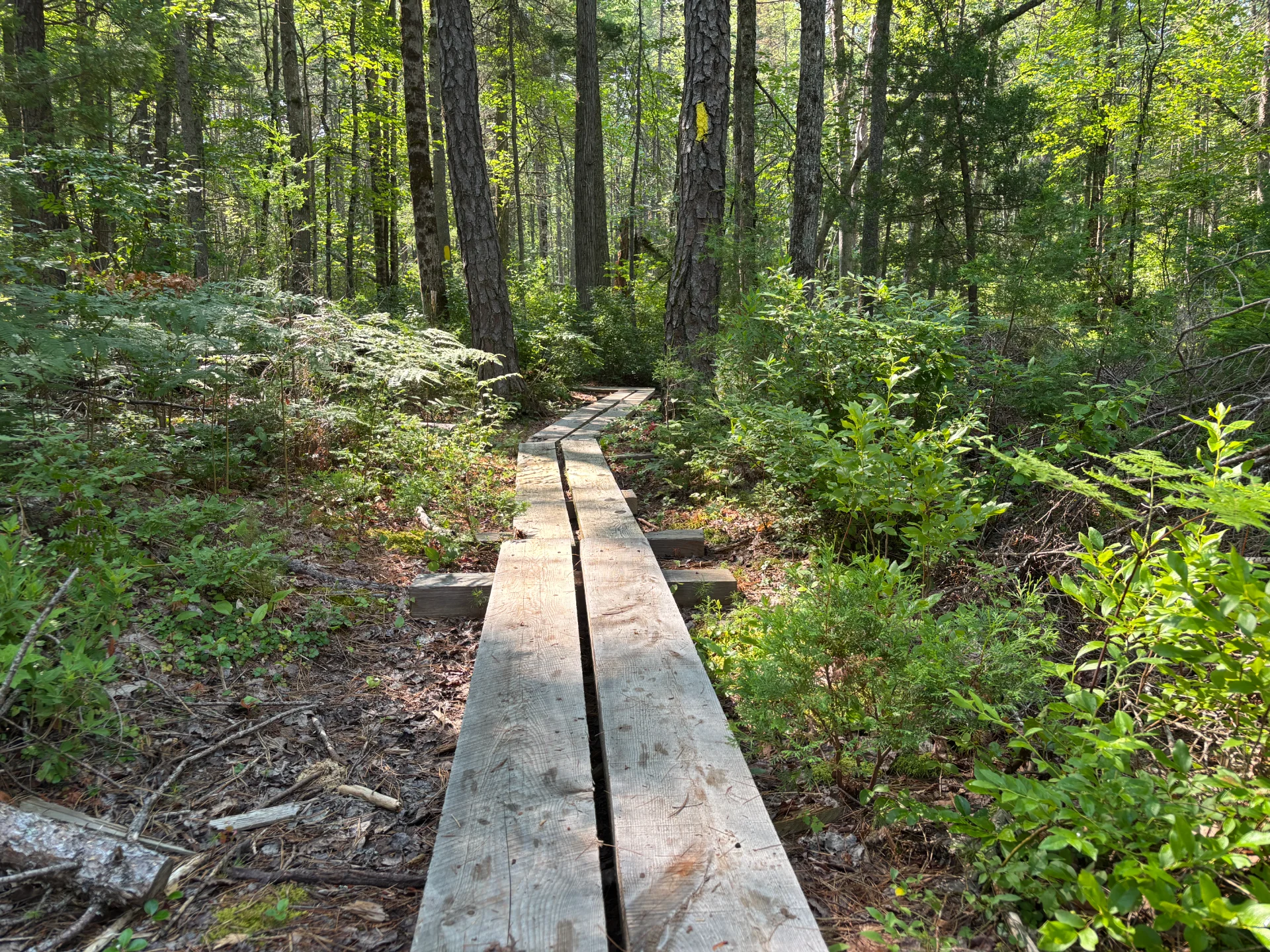 IMG_1396.webp