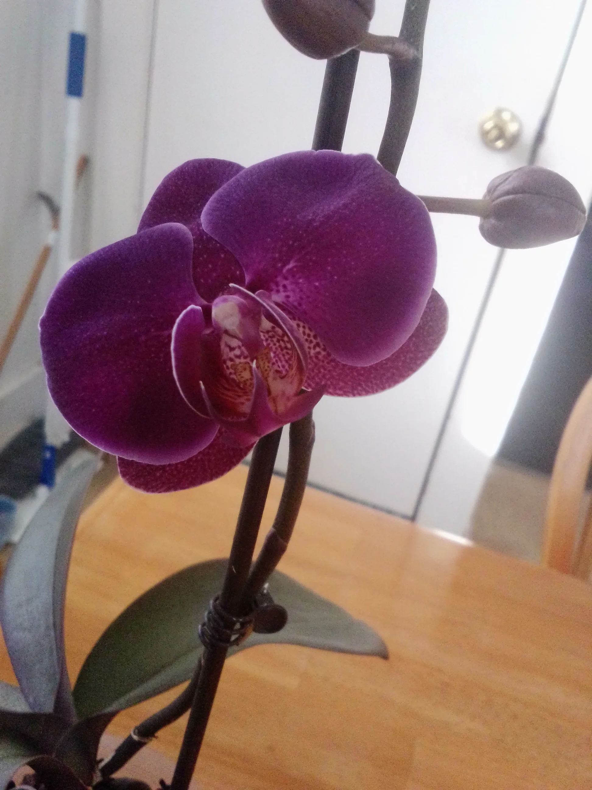 IMG_20250124_143941.webp
