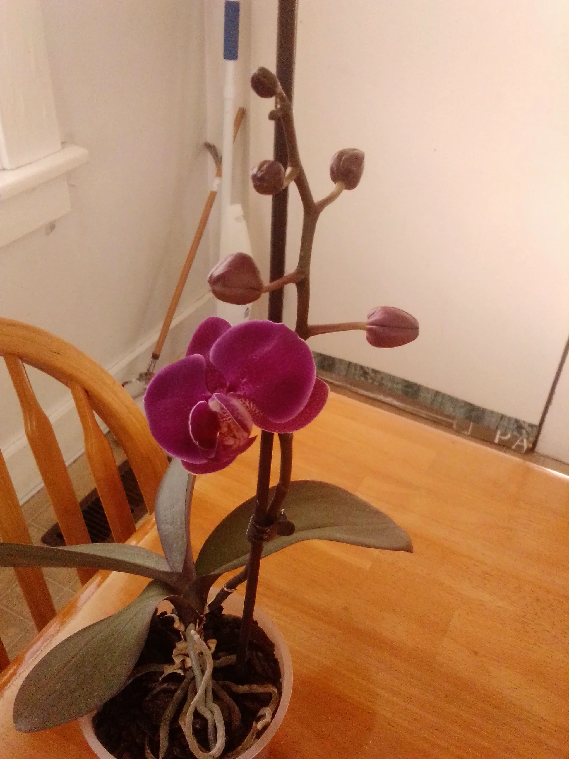 IMG_20250124_144001.webp