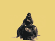 IMG_20250214_095007.gif