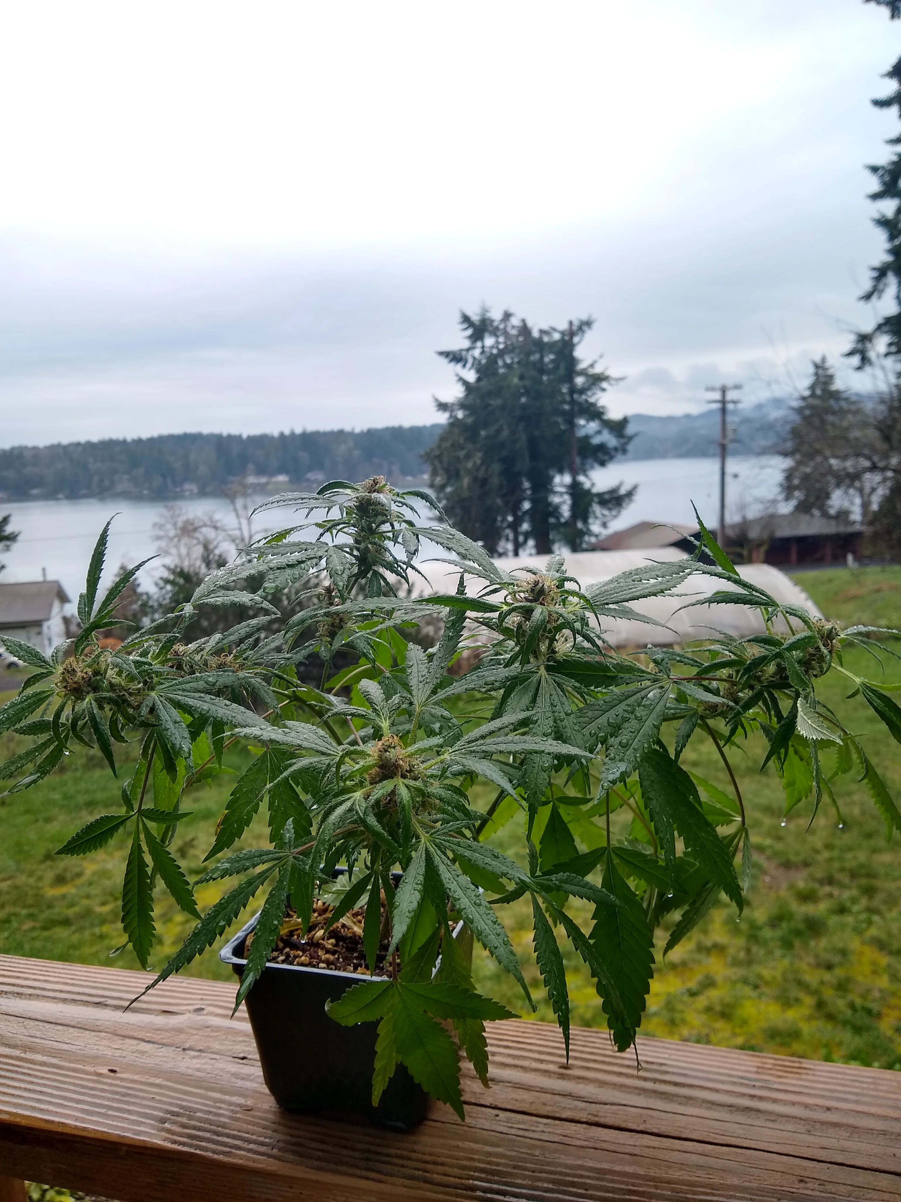 IMG_20250302_095238512_HDR.webp