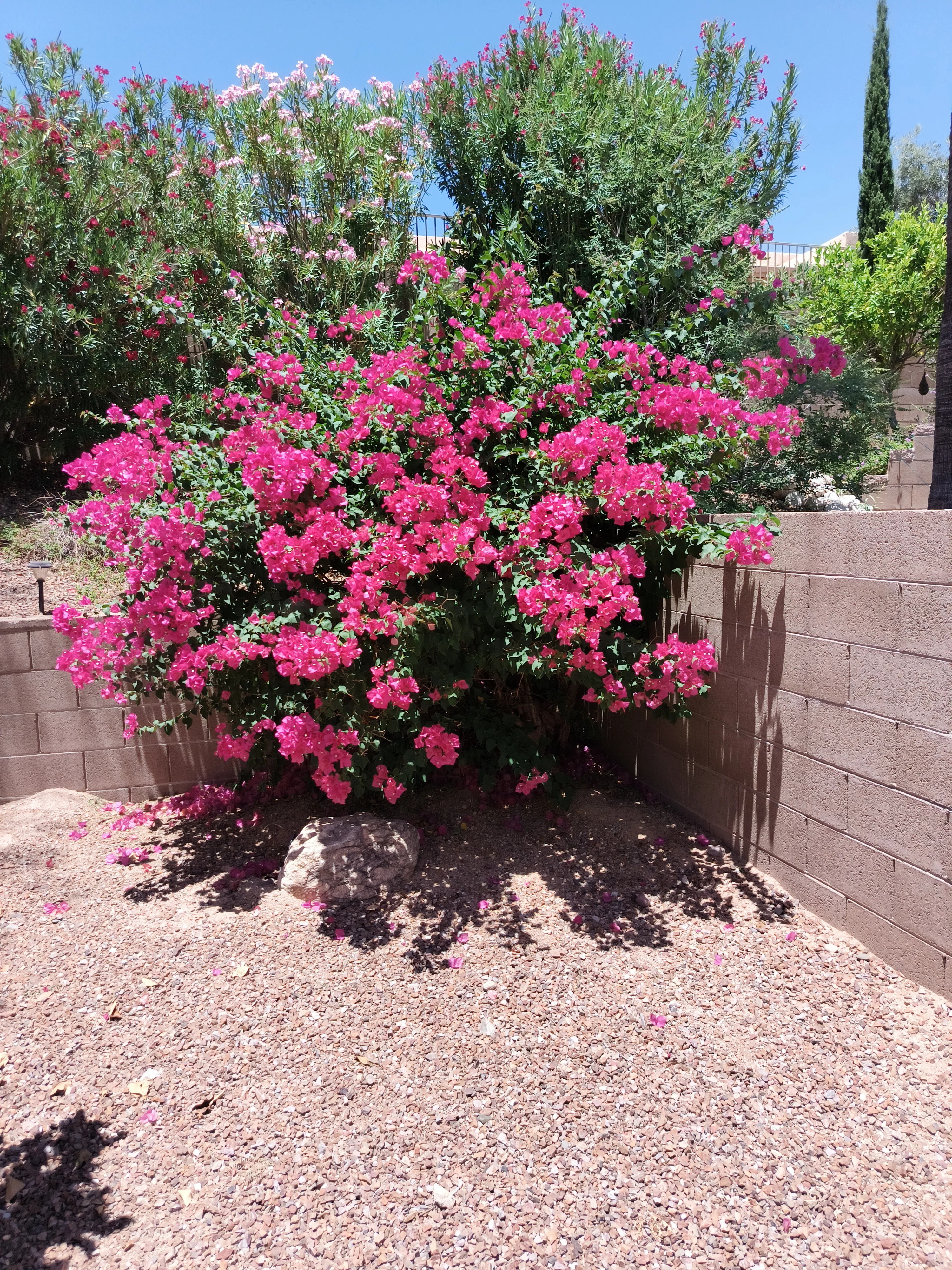 IMG_20250613_124155921.webp