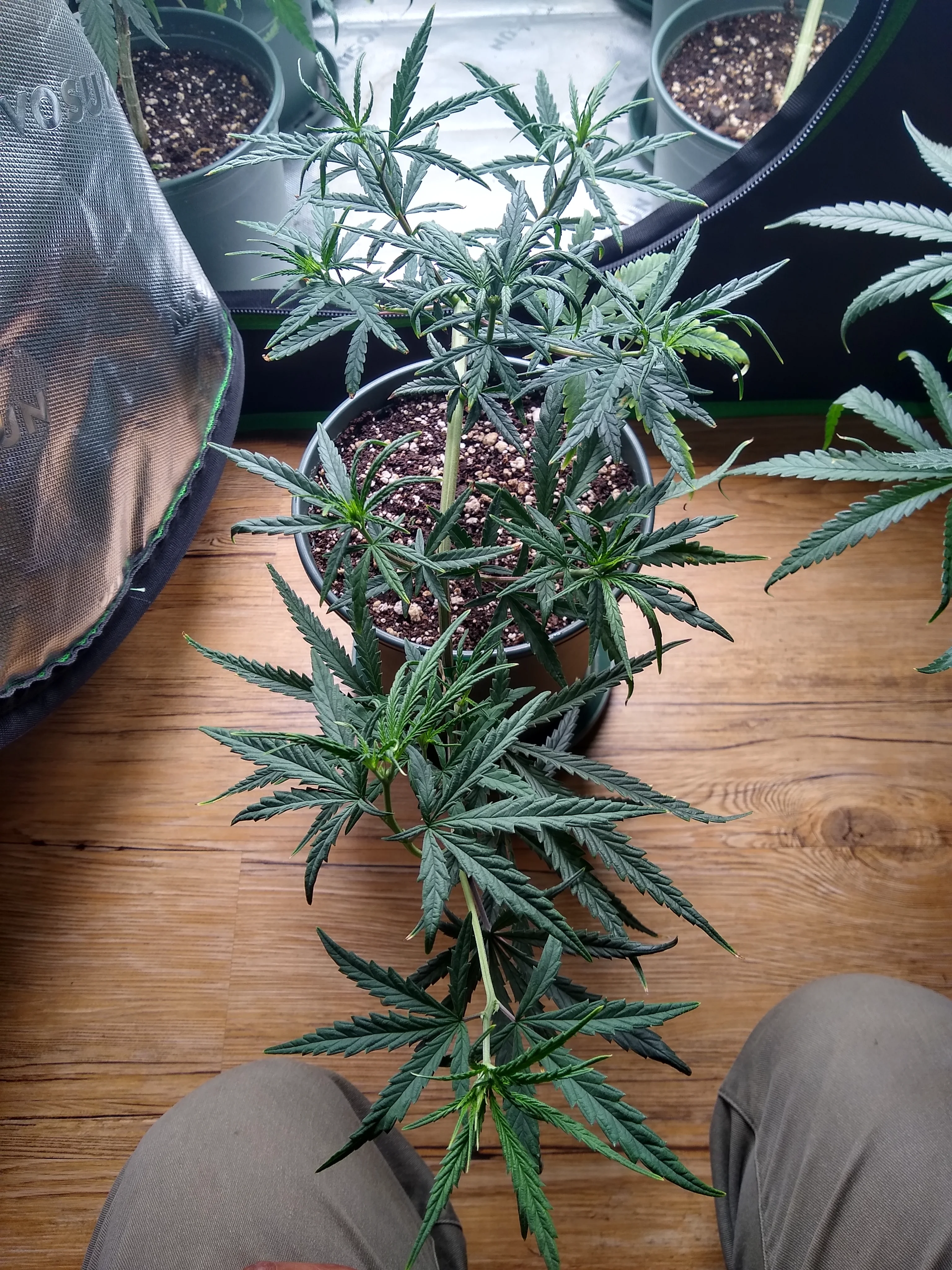 IMG_20250709_174541949_HDR.webp