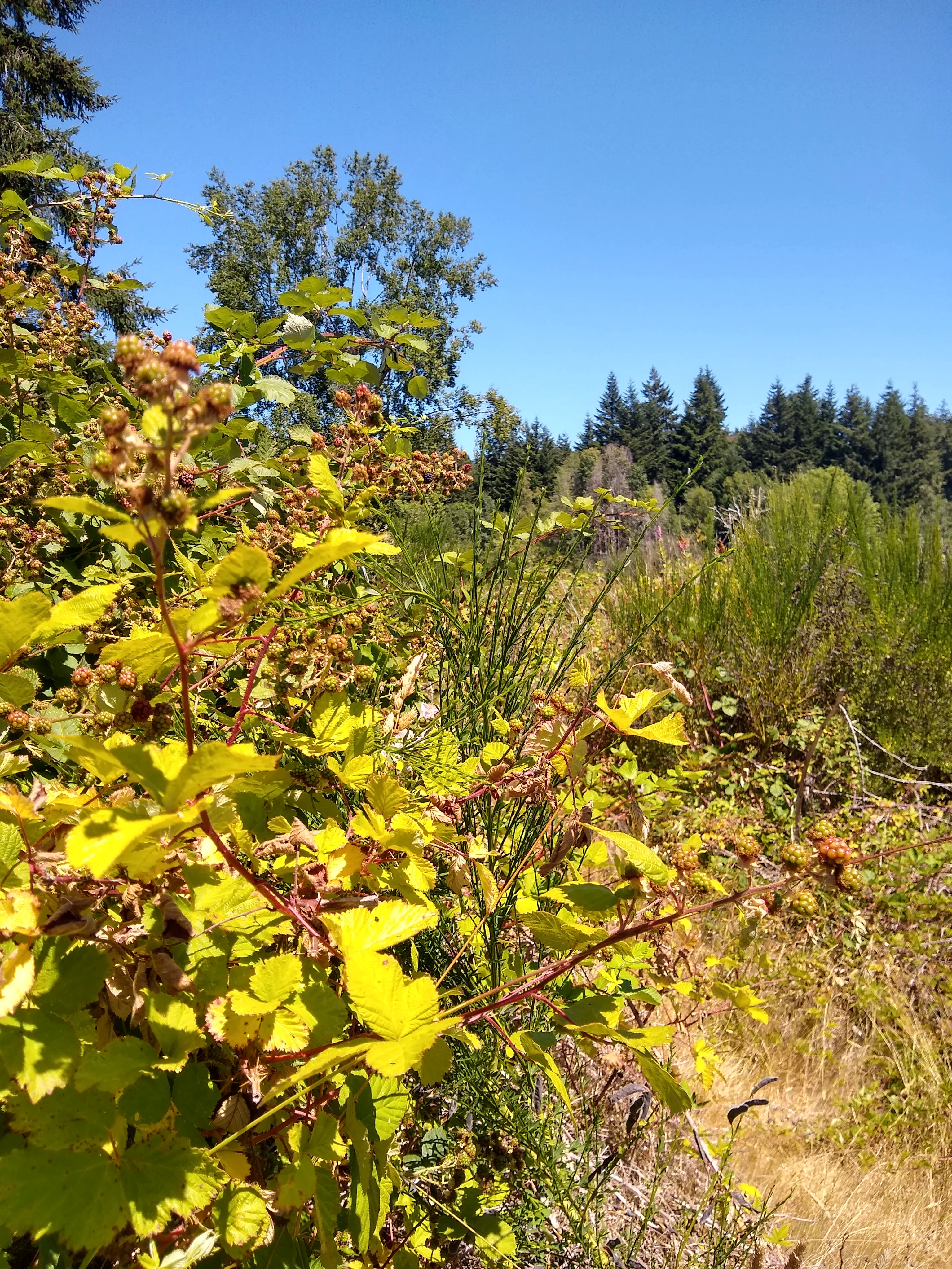 IMG_20250713_135250154_HDR.webp