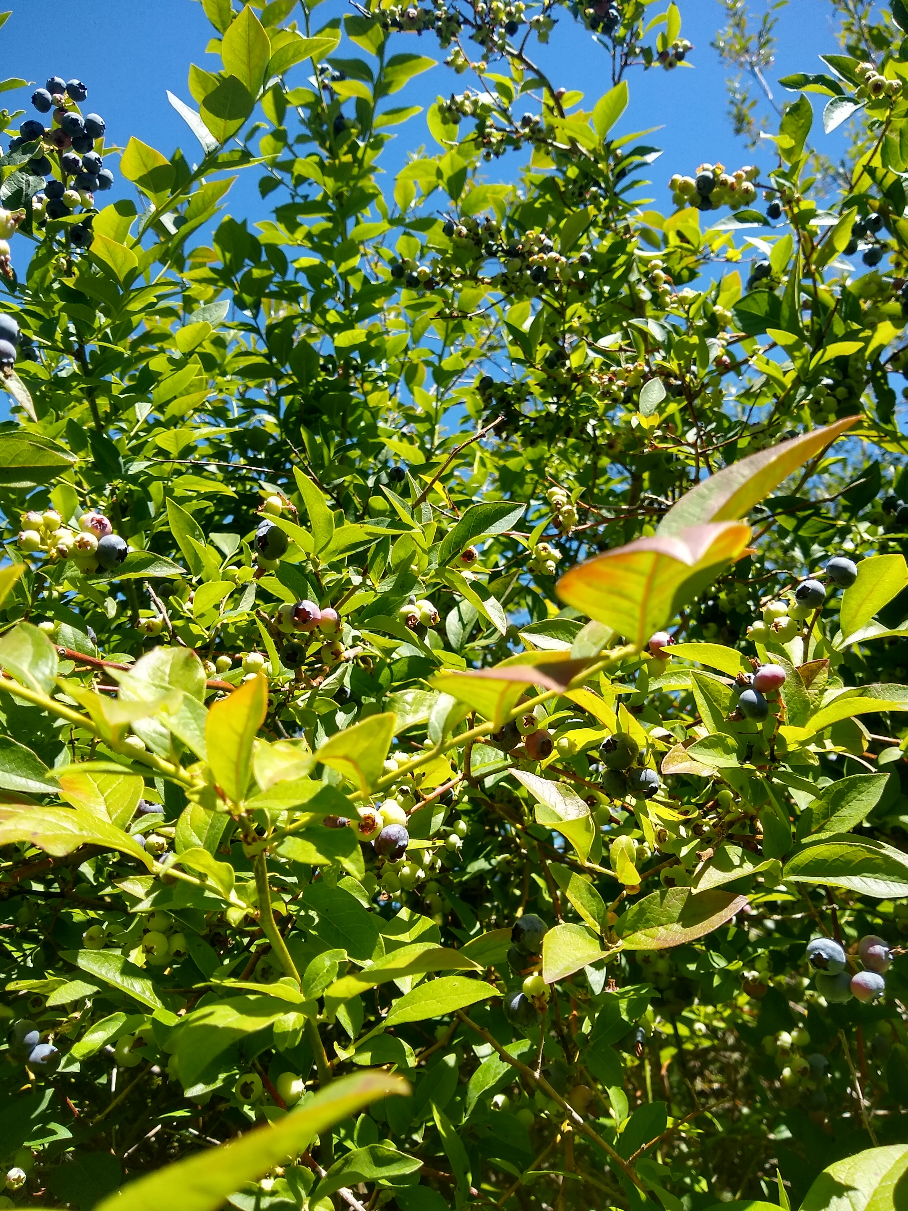 IMG_20250713_141819995_HDR.webp