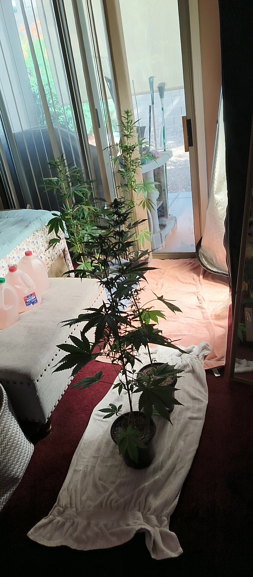 IMG_20250715_083145593.webp