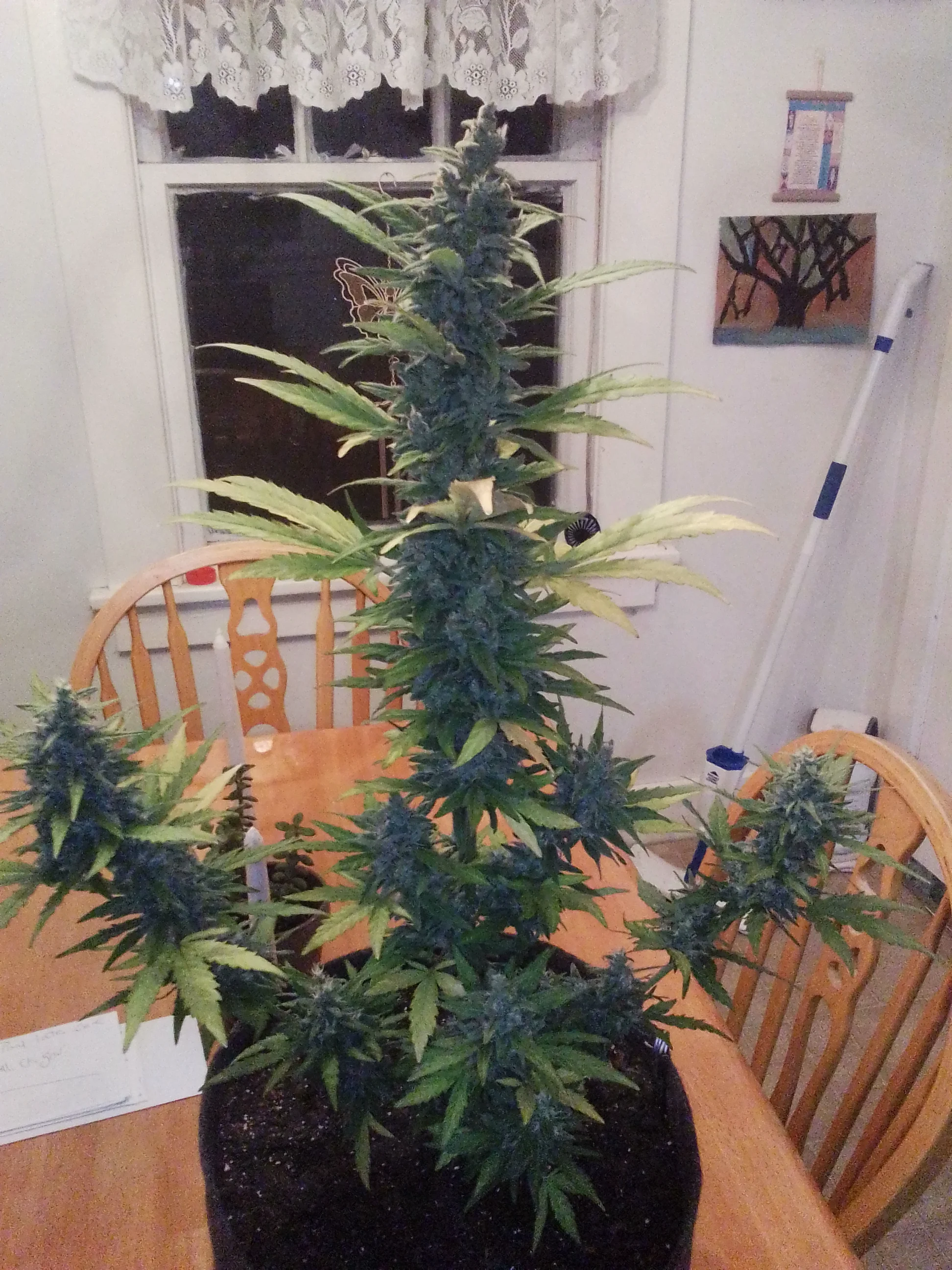 IMG_20250827_205252.webp