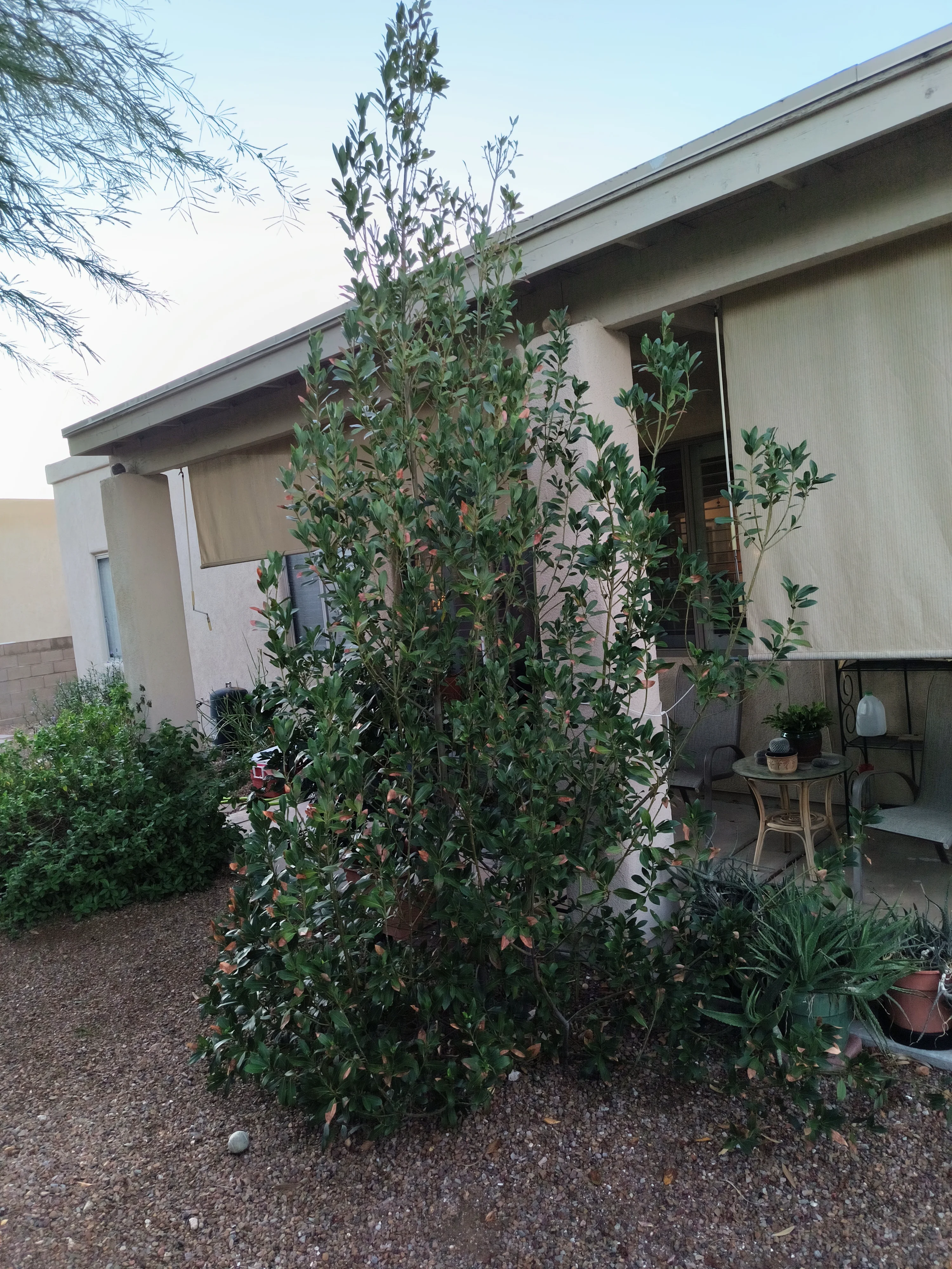 IMG_20250928_062027470.webp