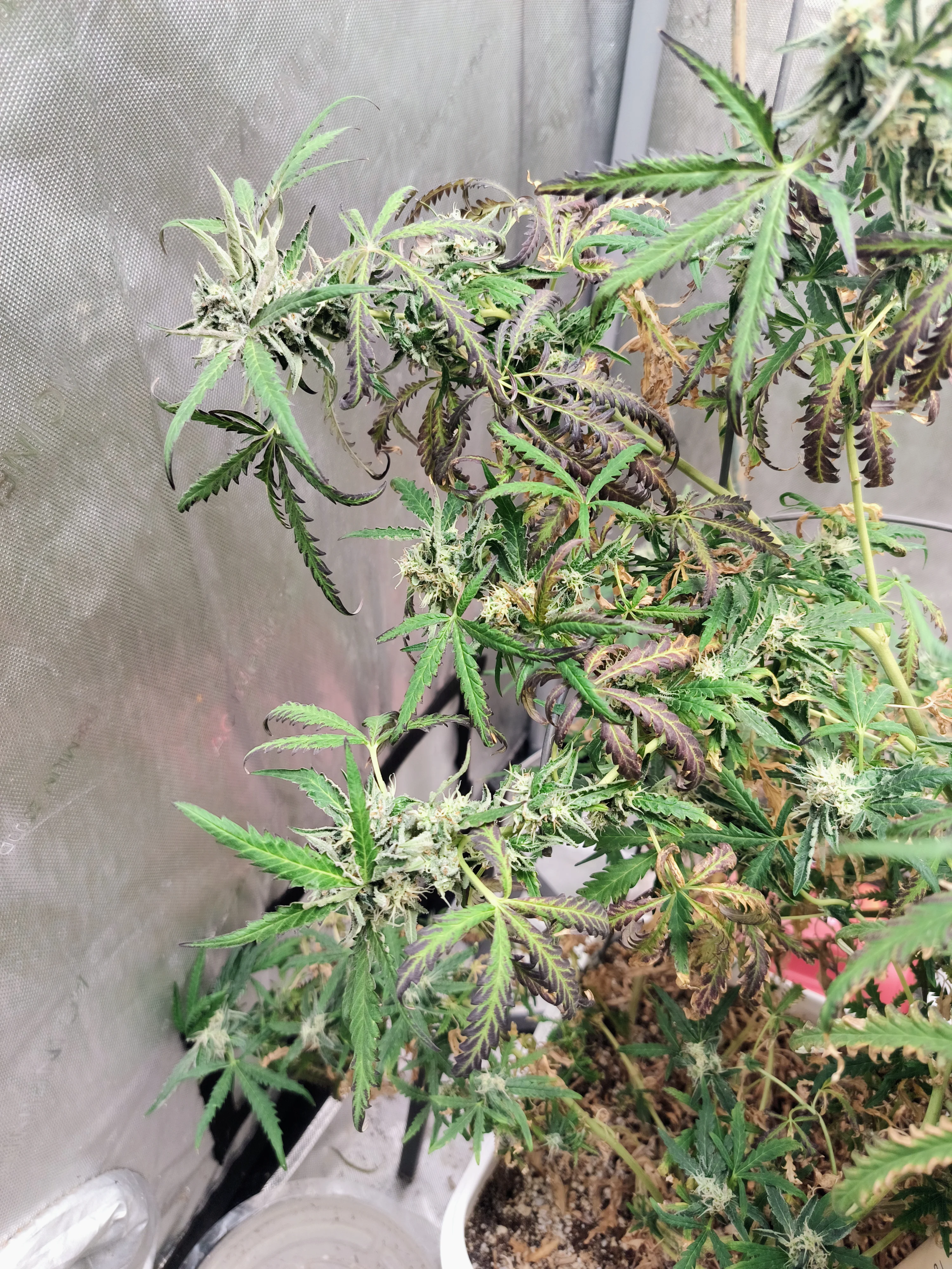 IMG_20250929_085746131.webp