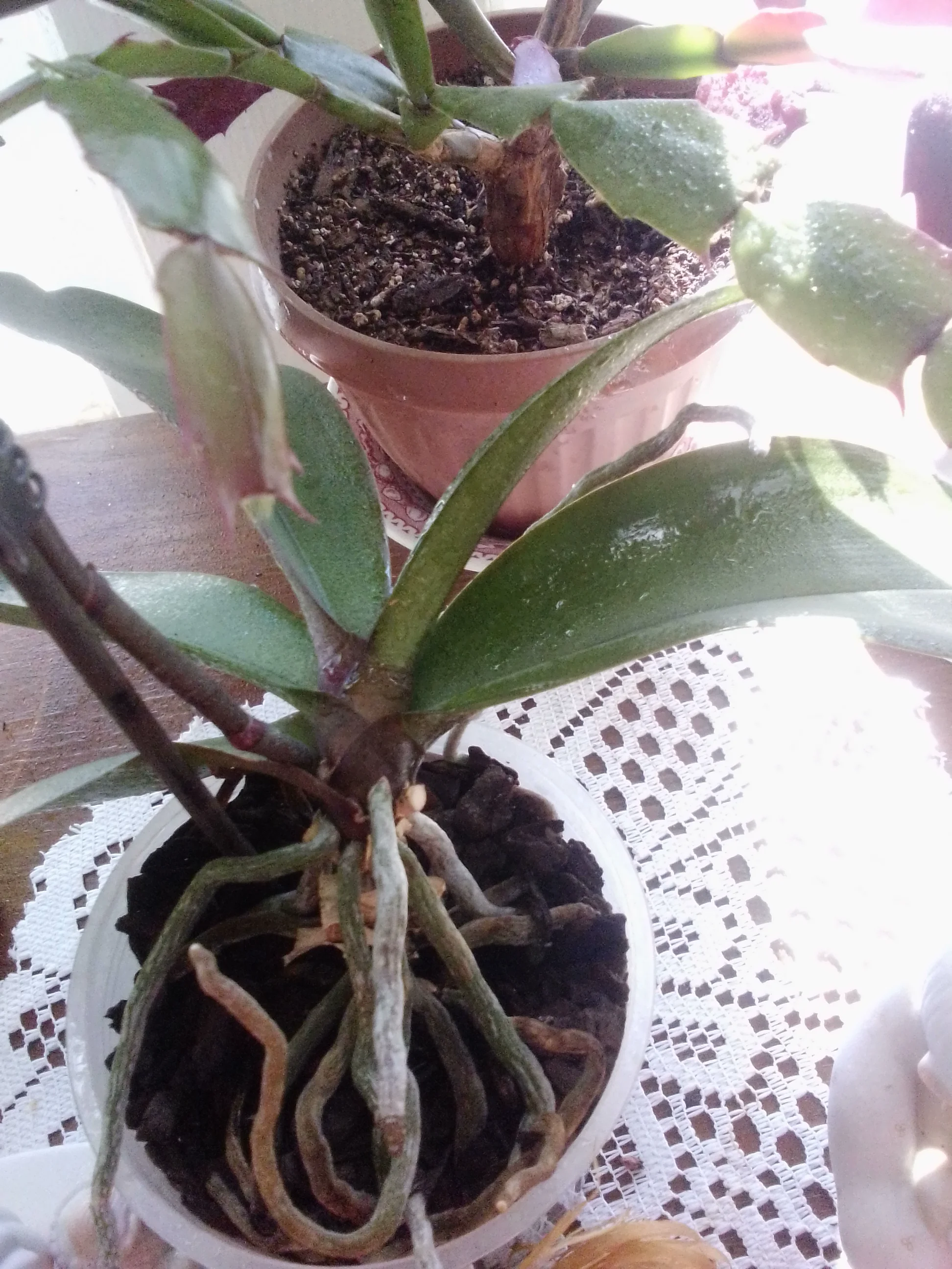 IMG_20260112_113433.webp