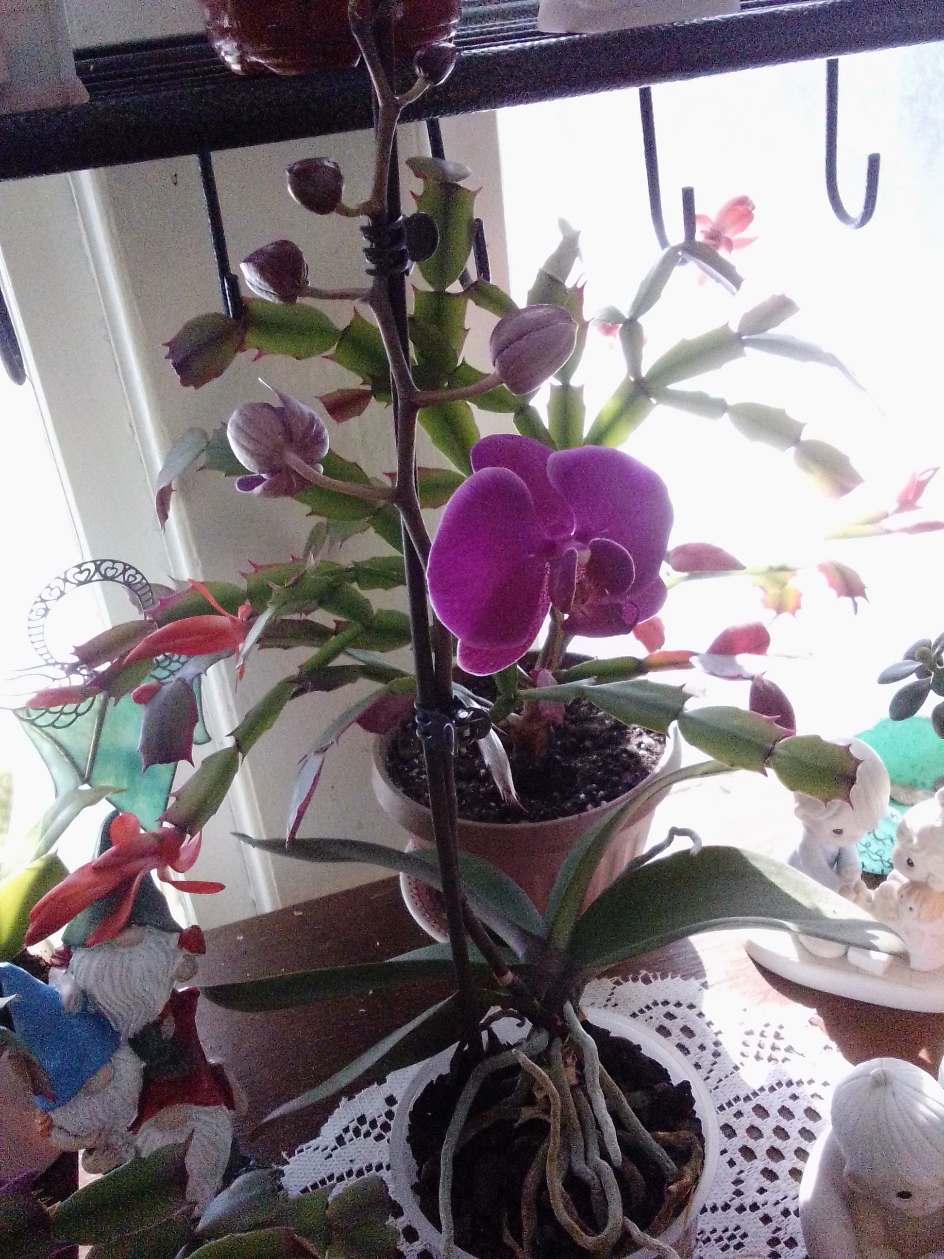 IMG_20260205_113256.webp