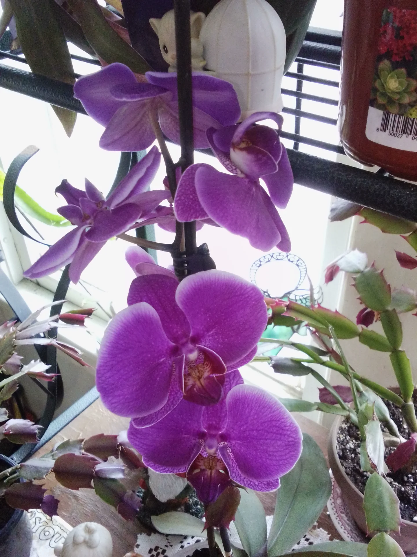 IMG_20260510_132459.webp
