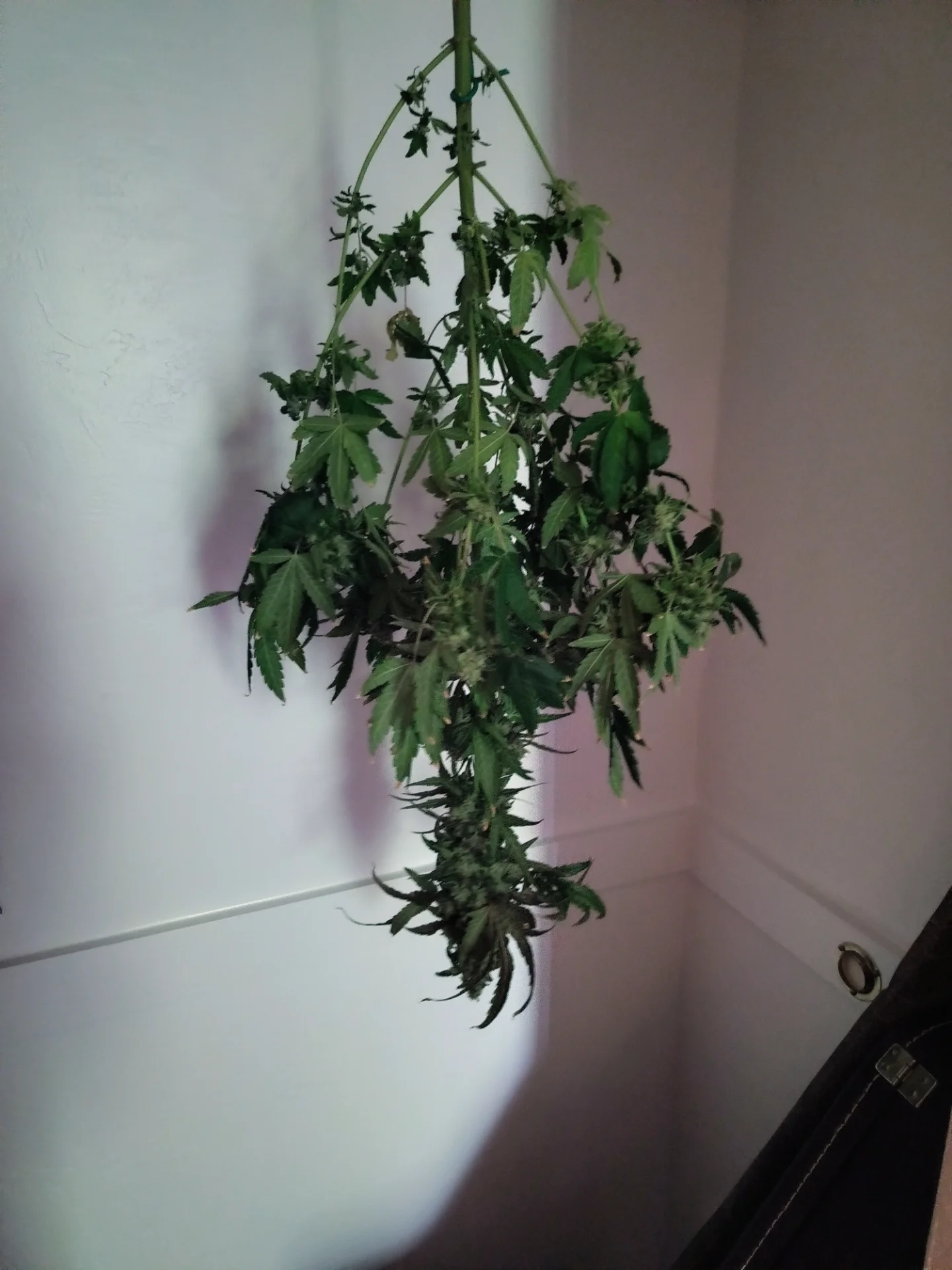 IMG_20260724_063100074.webp