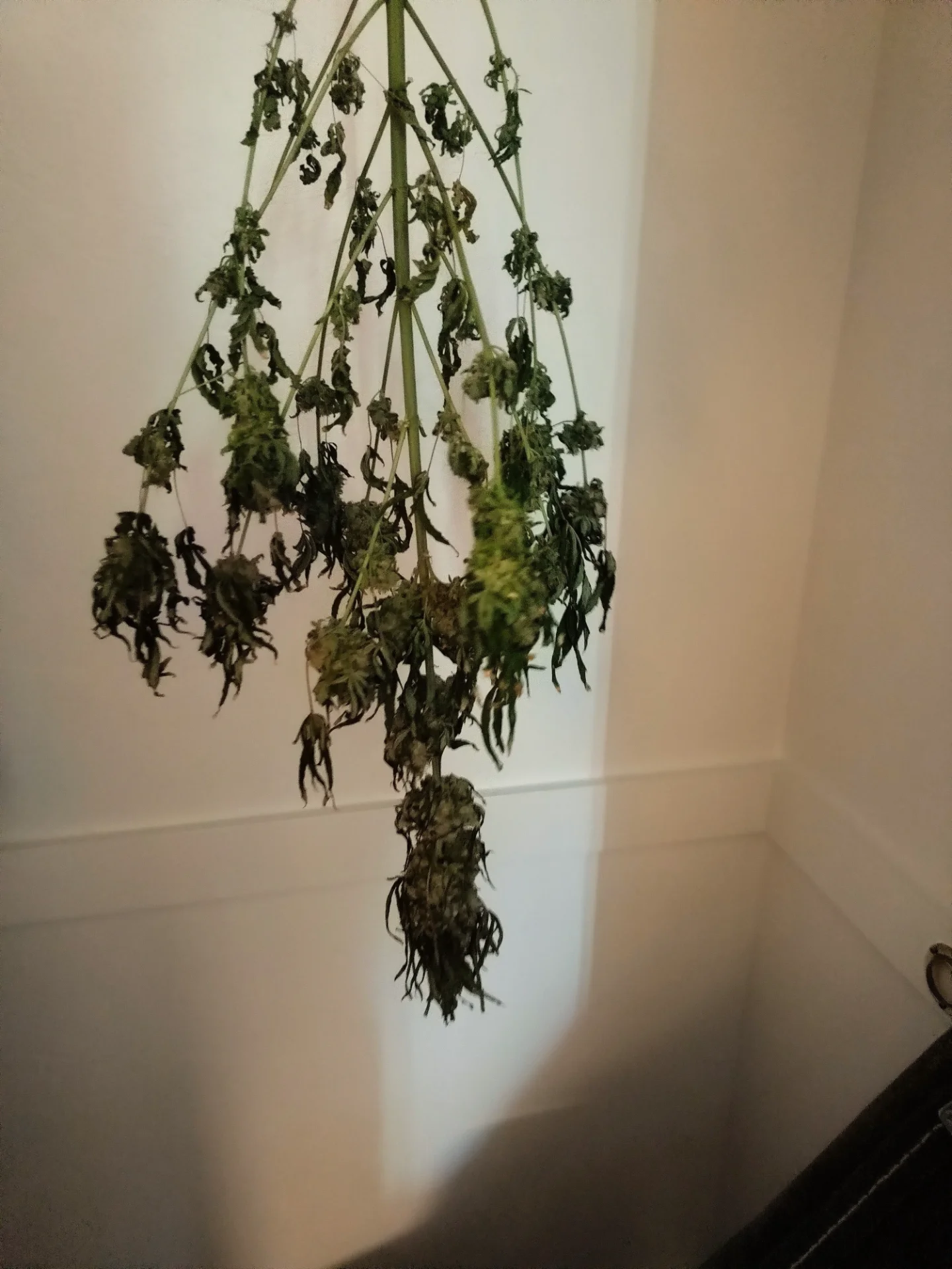 IMG_20260727_075335807~2.webp