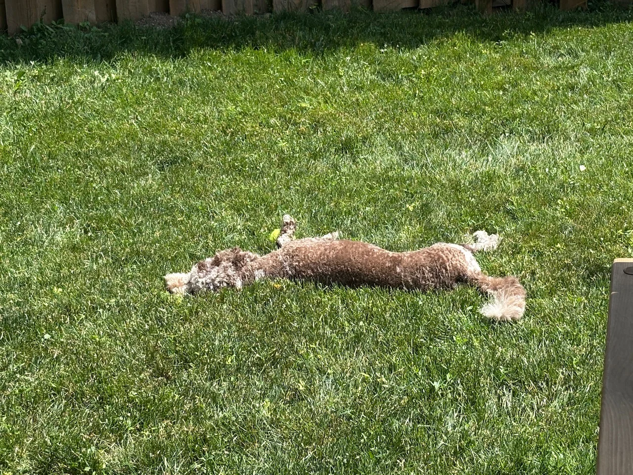 IMG_2211.webp