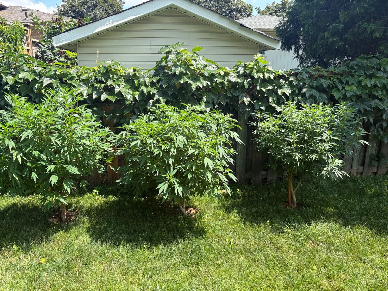 IMG_2460.webp