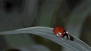IMG_3827.gif