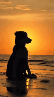 IMG_4024.gif