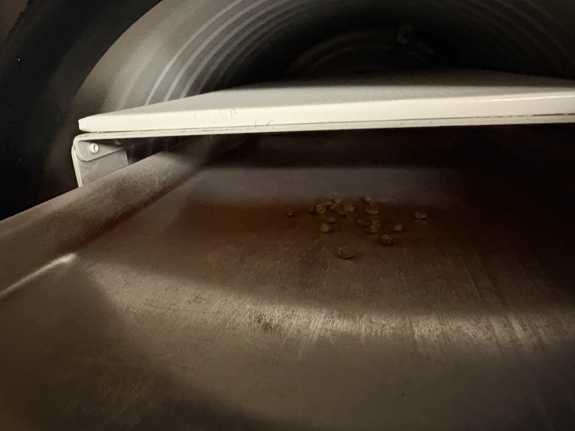 Seeds in freeze dryer
