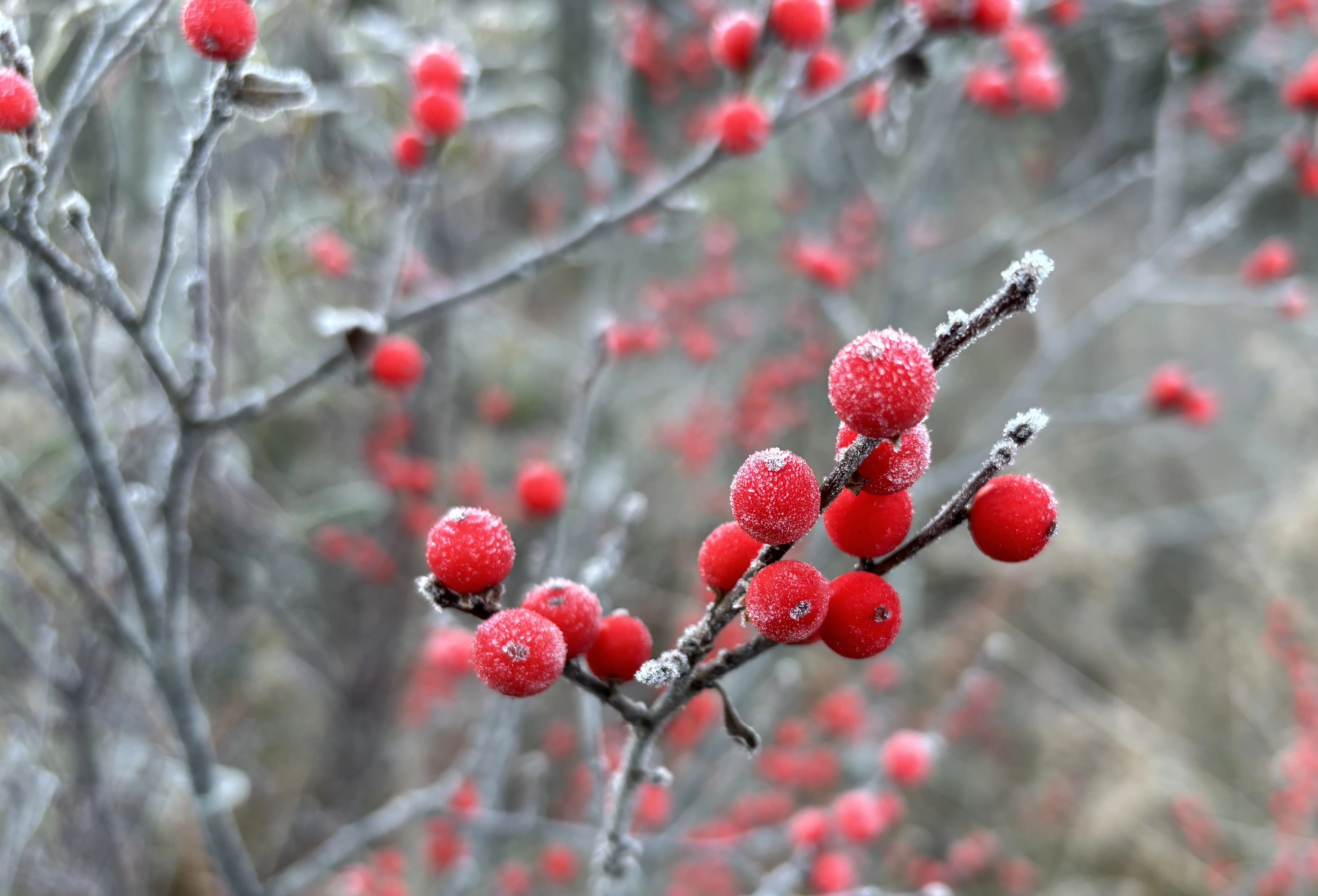 IMG_a0618.webp