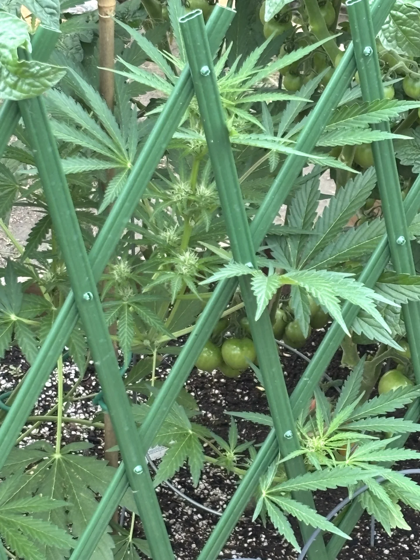 July 20 OD.webp