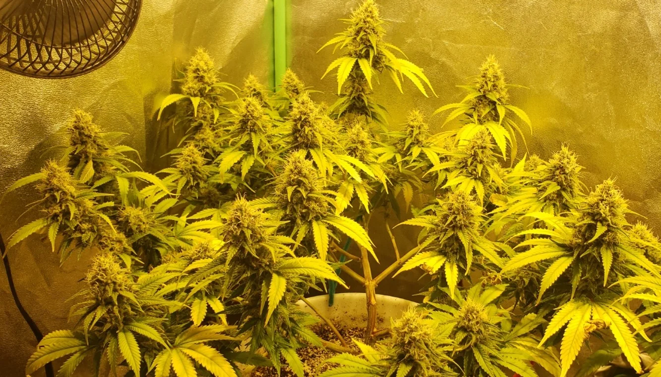Left Diesel - Apr 9 2025.webp