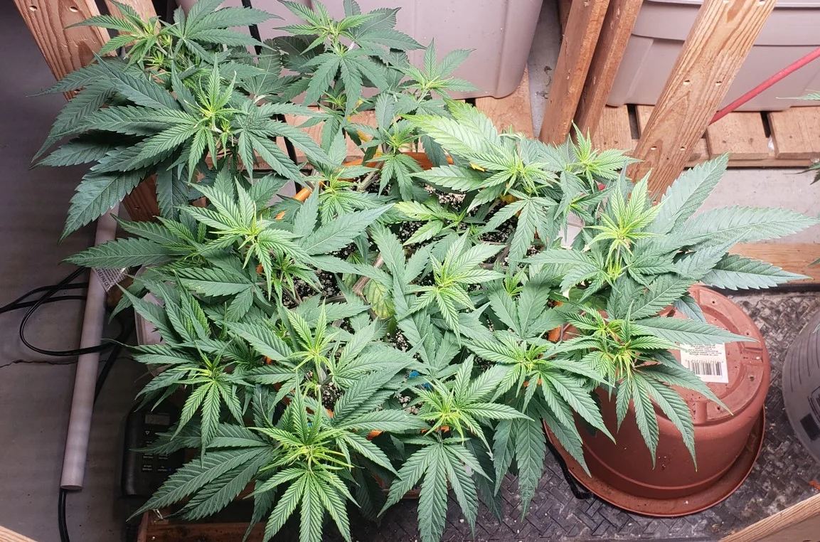Left Diesel April 30.webp