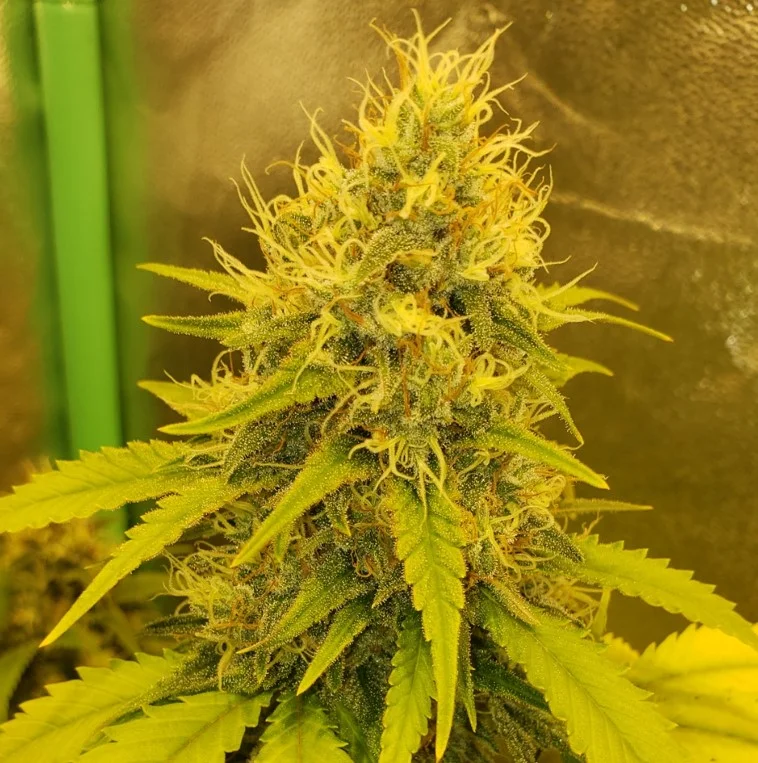 Left Diesel Closeup - Apr 9 2025.webp