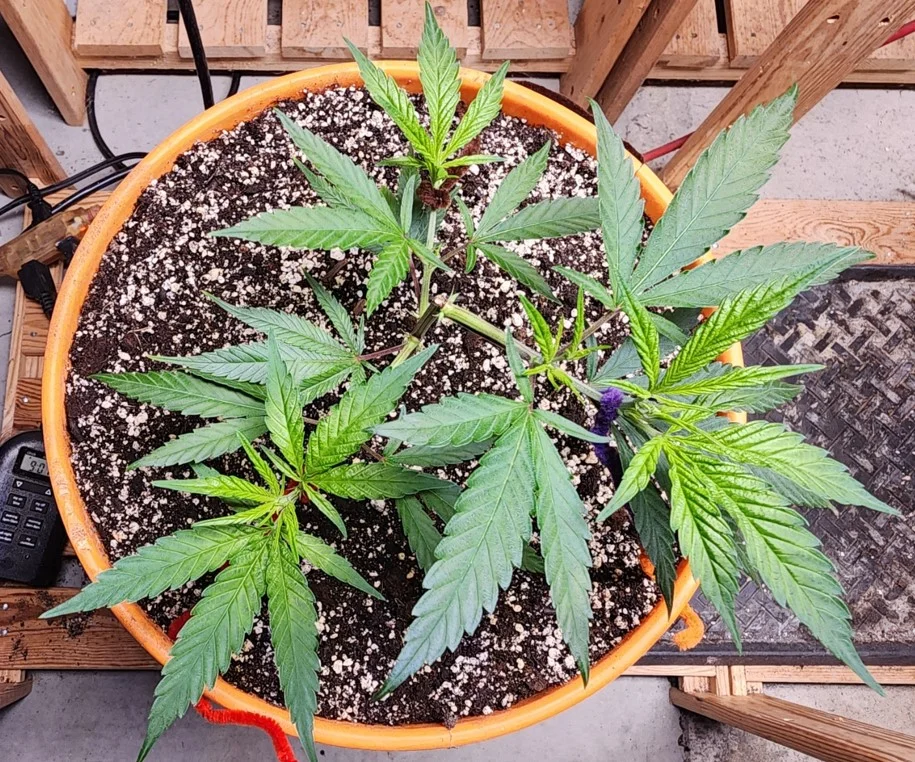 Left Diesel - June 11.webp