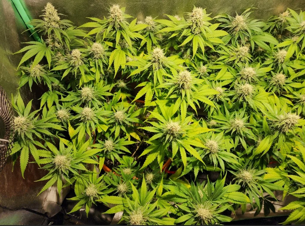 Left Plant - Aug 6, 2025.webp