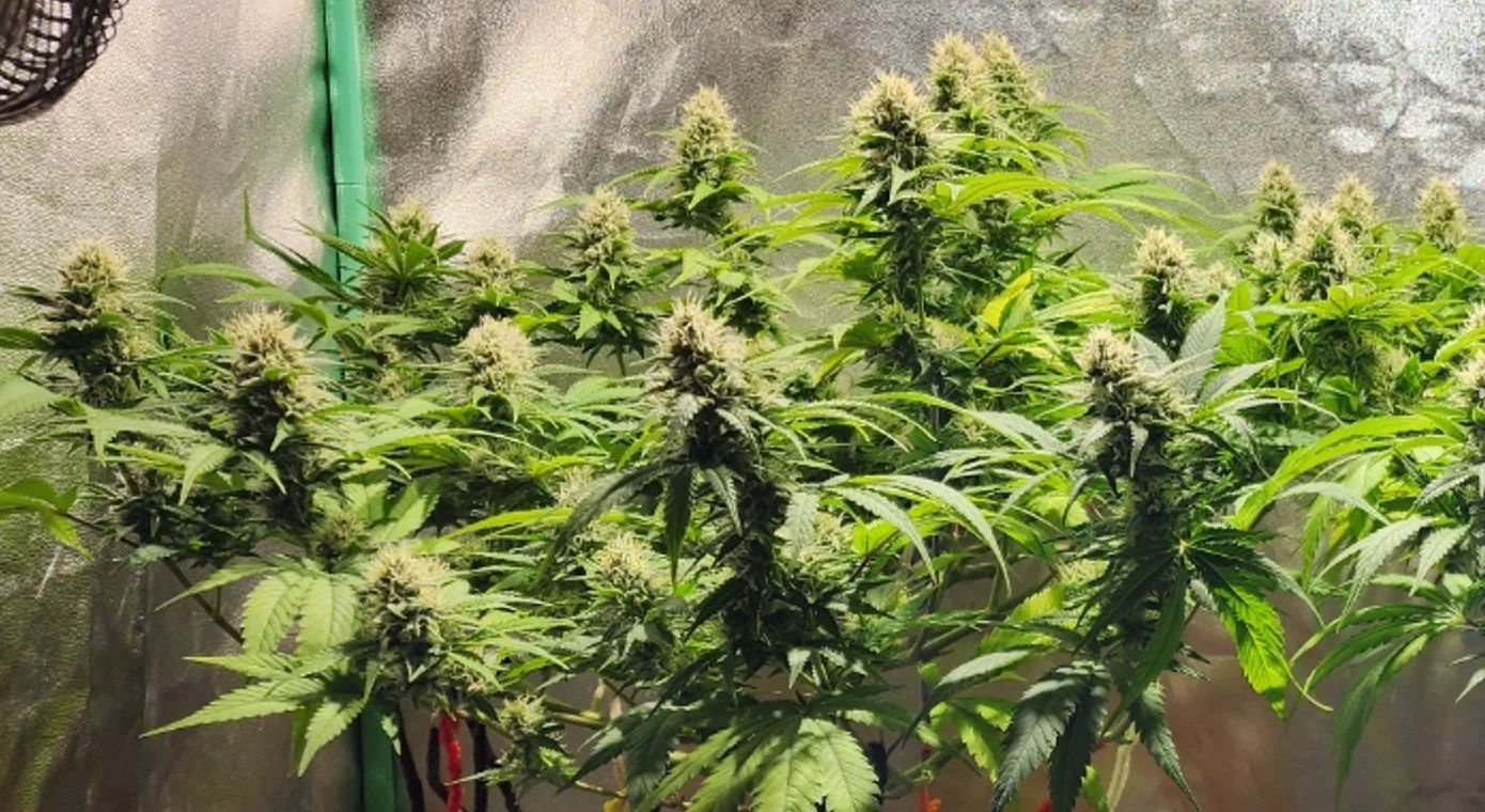 Left Plant - Aug 6, 2025.webp