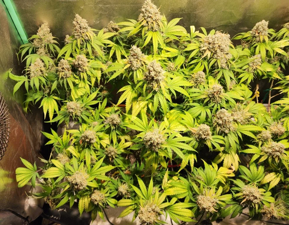 Left Plant - Sep 04, 2025.webp