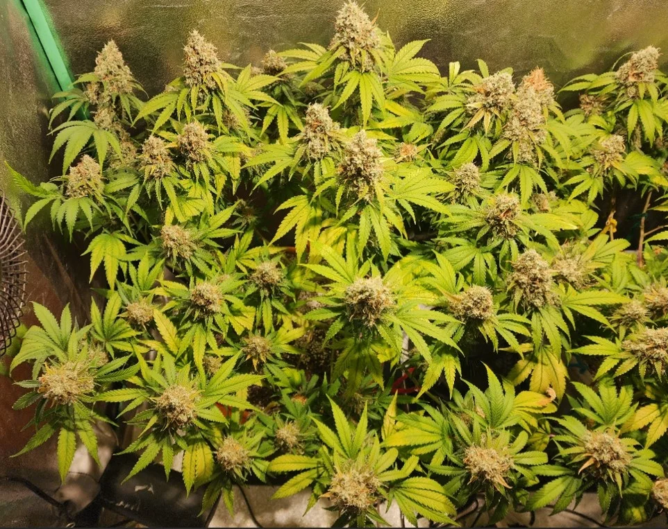 Left Plant.webp