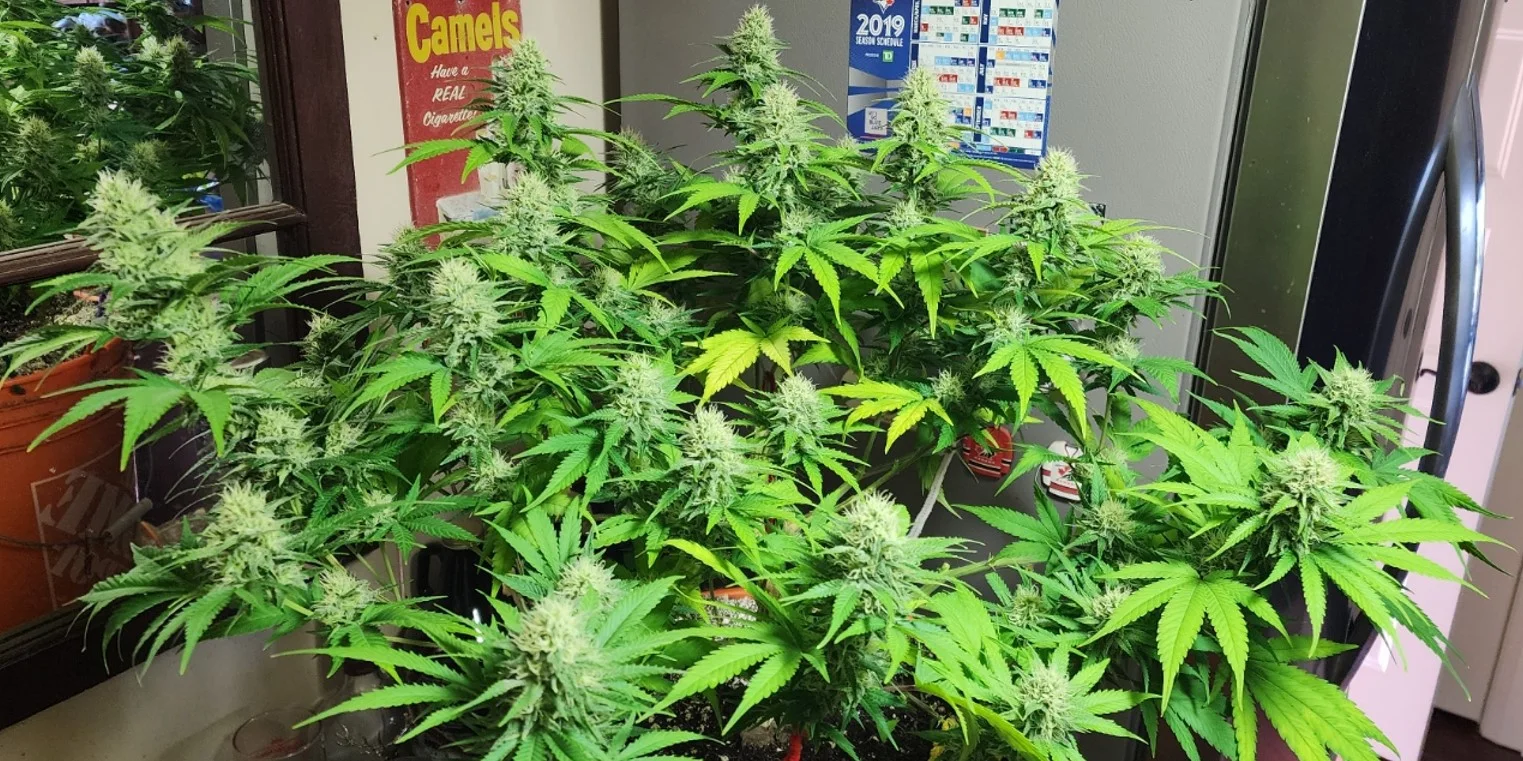 Lollipopped Left Plant Top - Aug 3, 2025.webp