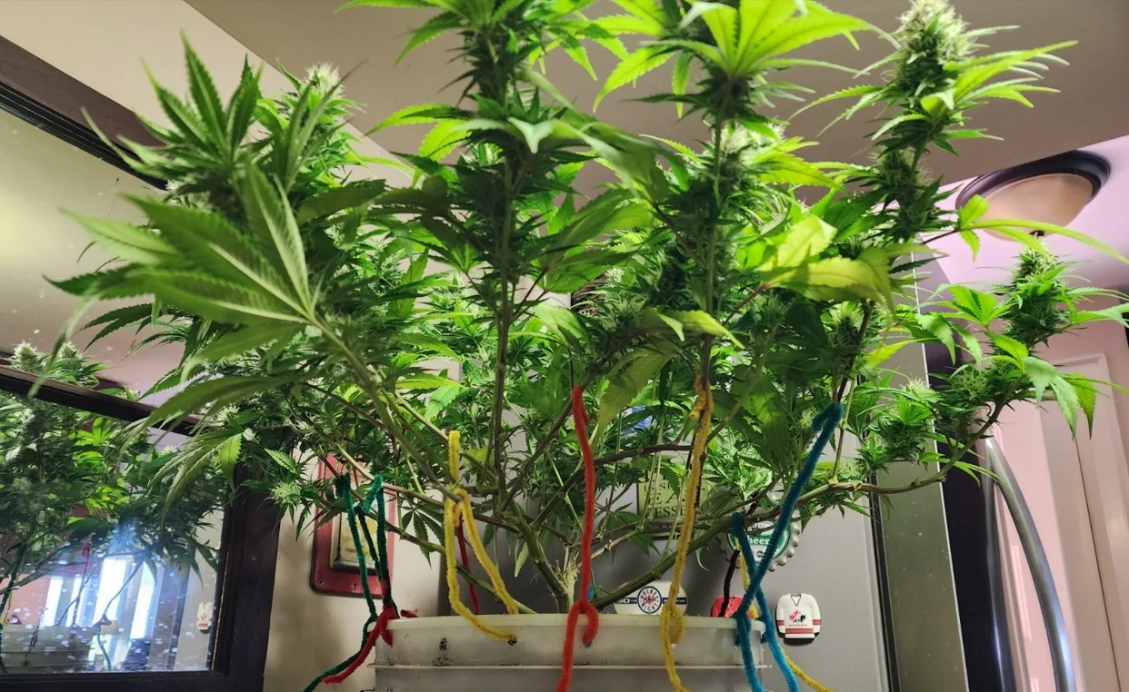 Lollipopped Right Plant Below - Aug 3, 2025.webp