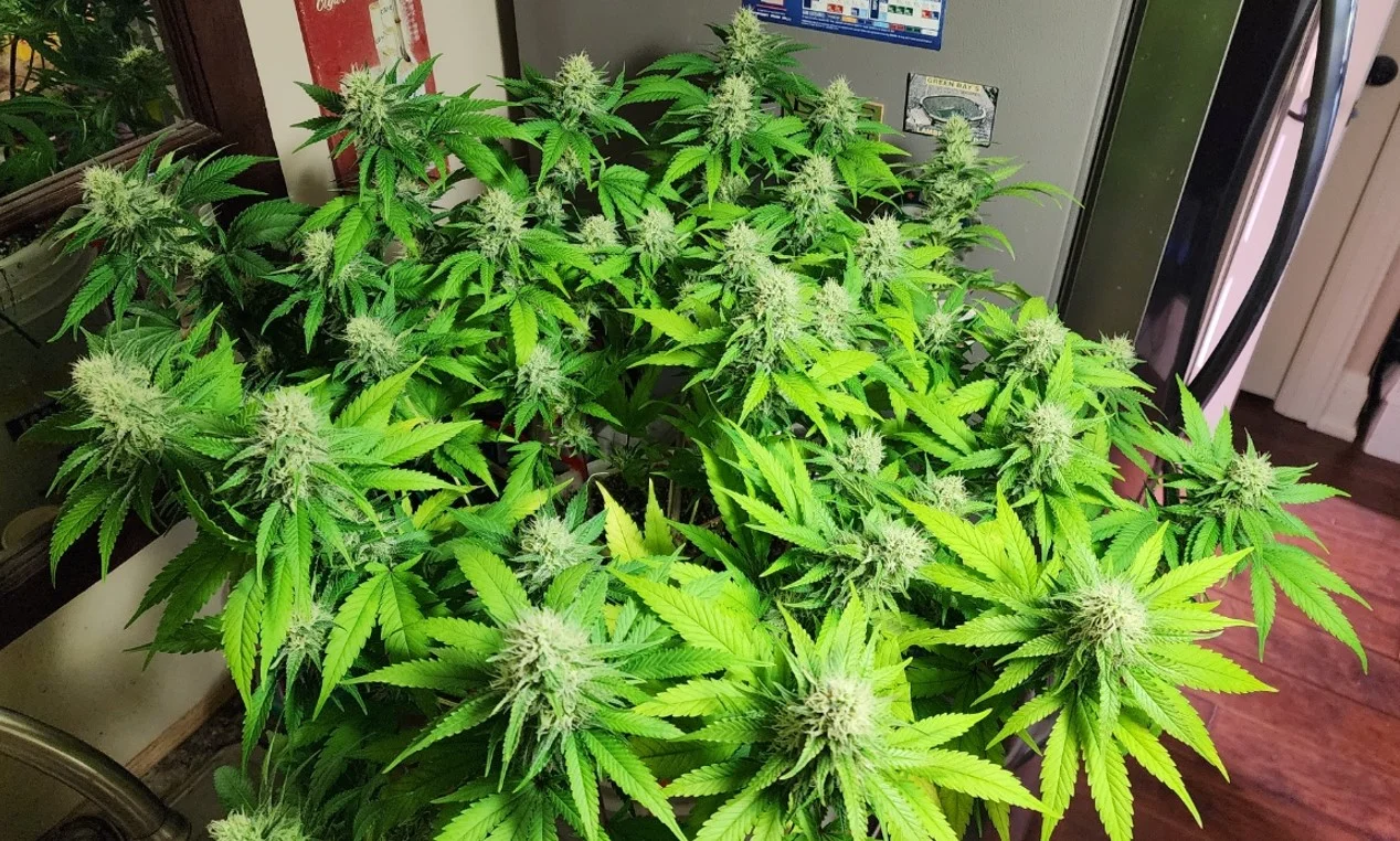 Lollipopped Right Plant Top - Aug 3, 2025.webp