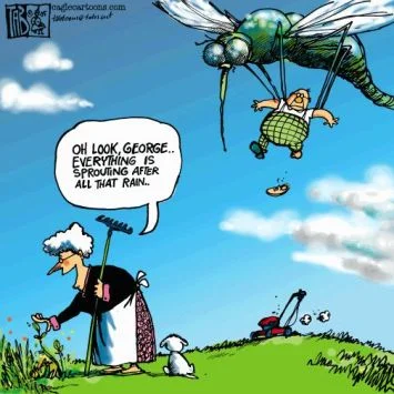 mosquito3.webp