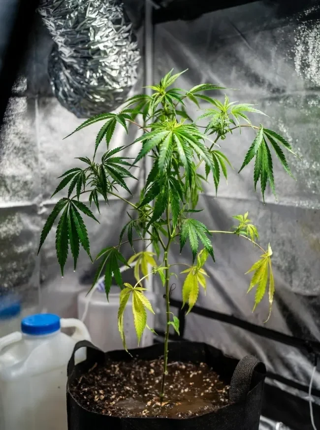 Overwatered-cannabis-plant-with-root-issues.webp