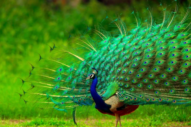 peacock-main.webp