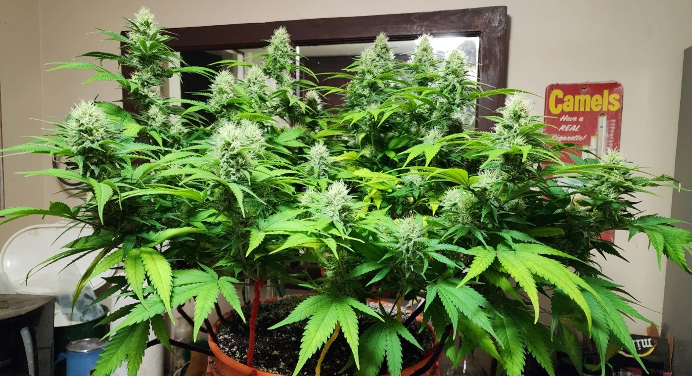 Pre-lollipop Left Plant - Aug 3, 2025.webp