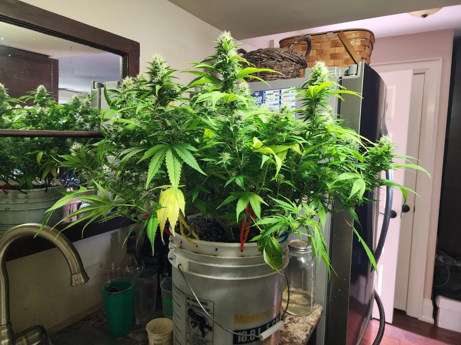Pre-lollipop Right Plant - Aug 3, 2025.webp