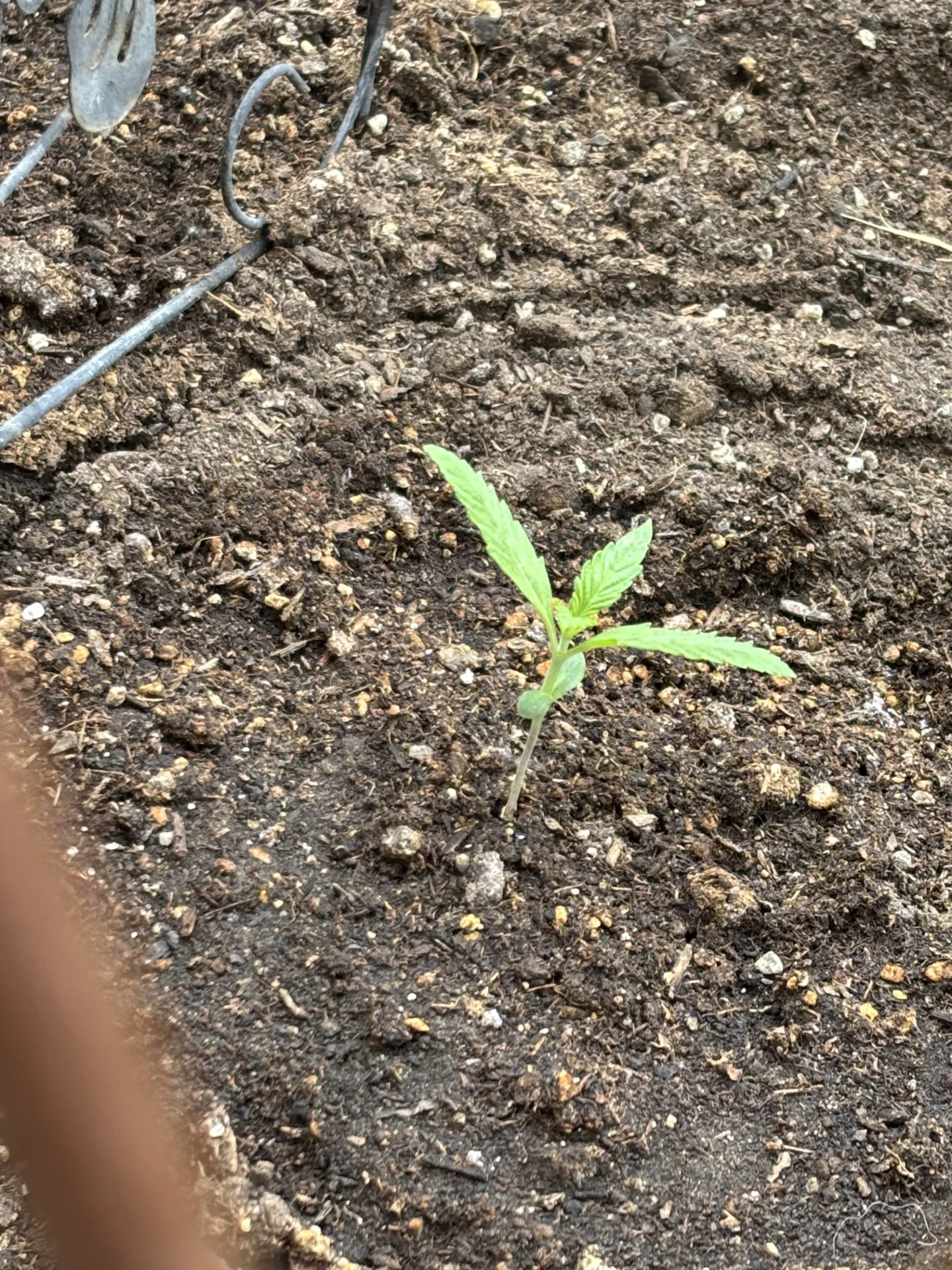 Purple Lemonaide.webp