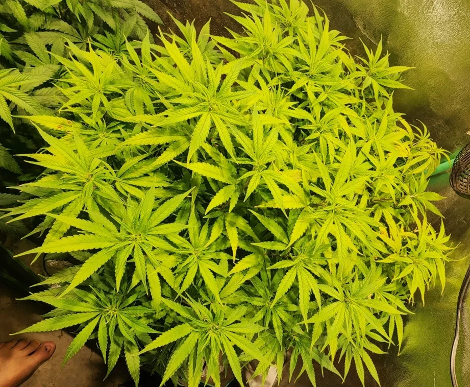 RD Indoor - Aug 26.webp