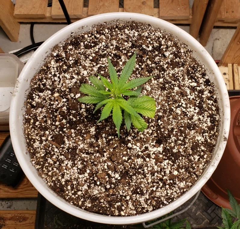 RD Left VEG - Mar 19 2025.webp