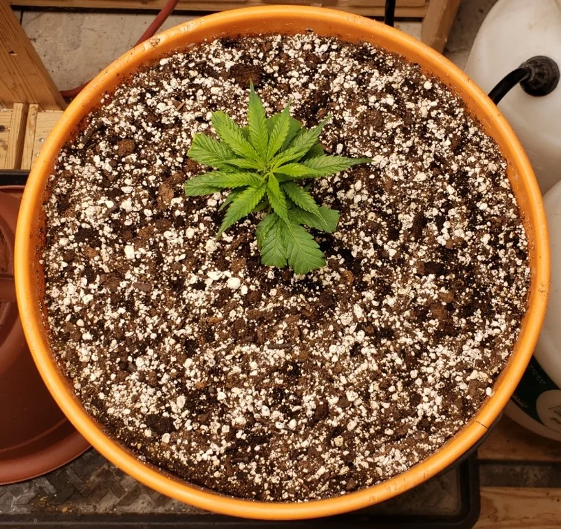 RD Right VEG - Mar 19 2025.webp