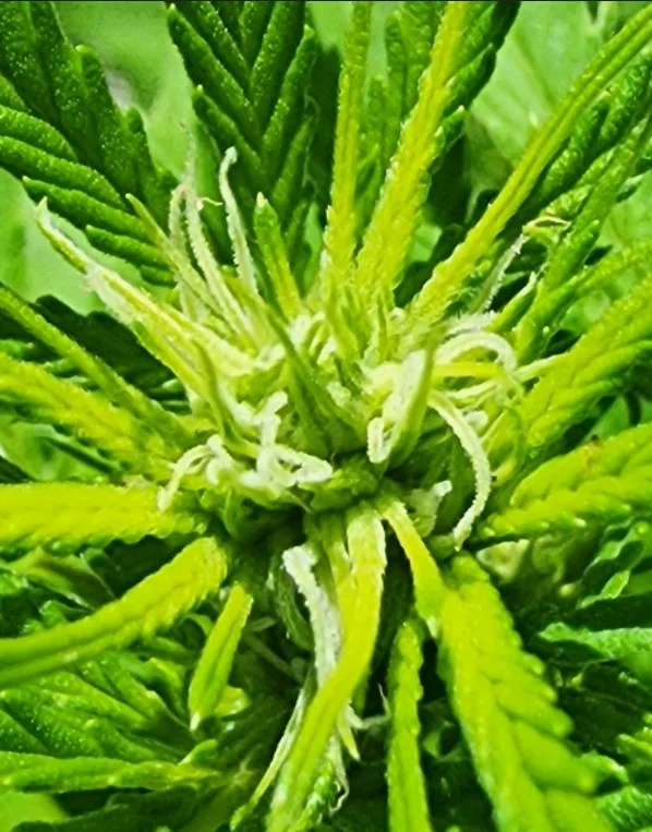 RD Treated Aug 19.webp