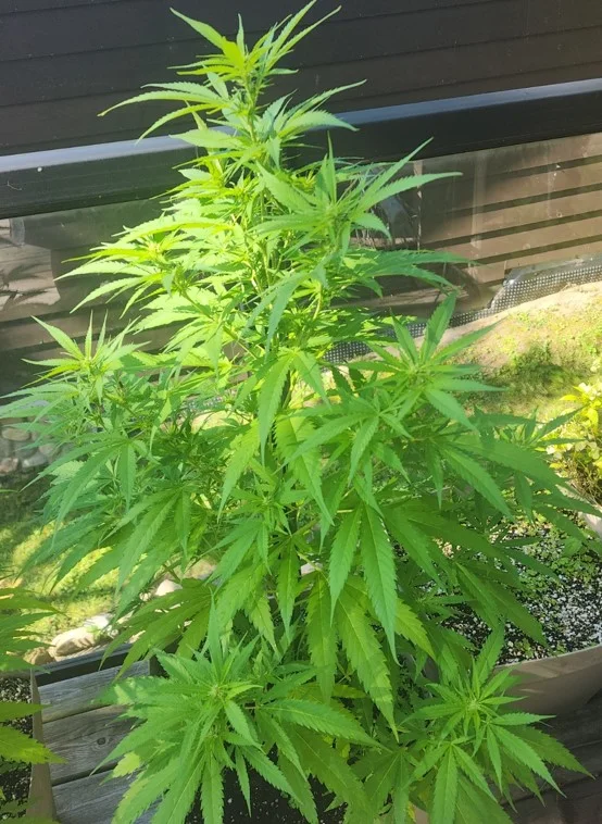 Reverse Plant - Aug 26.webp