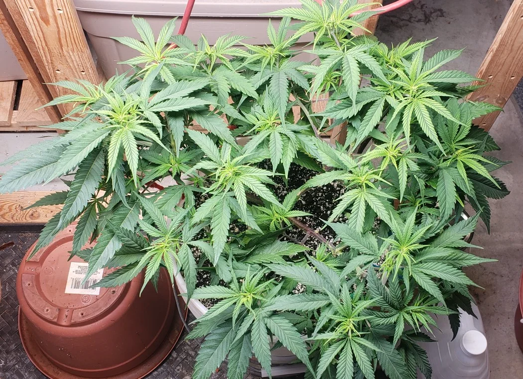 Right Diesel April 30.webp